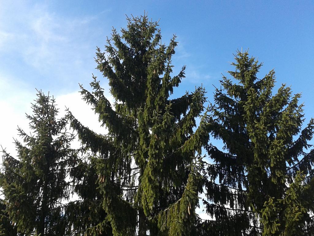 Hotel Vila Bojana Bled Zewnętrze zdjęcie